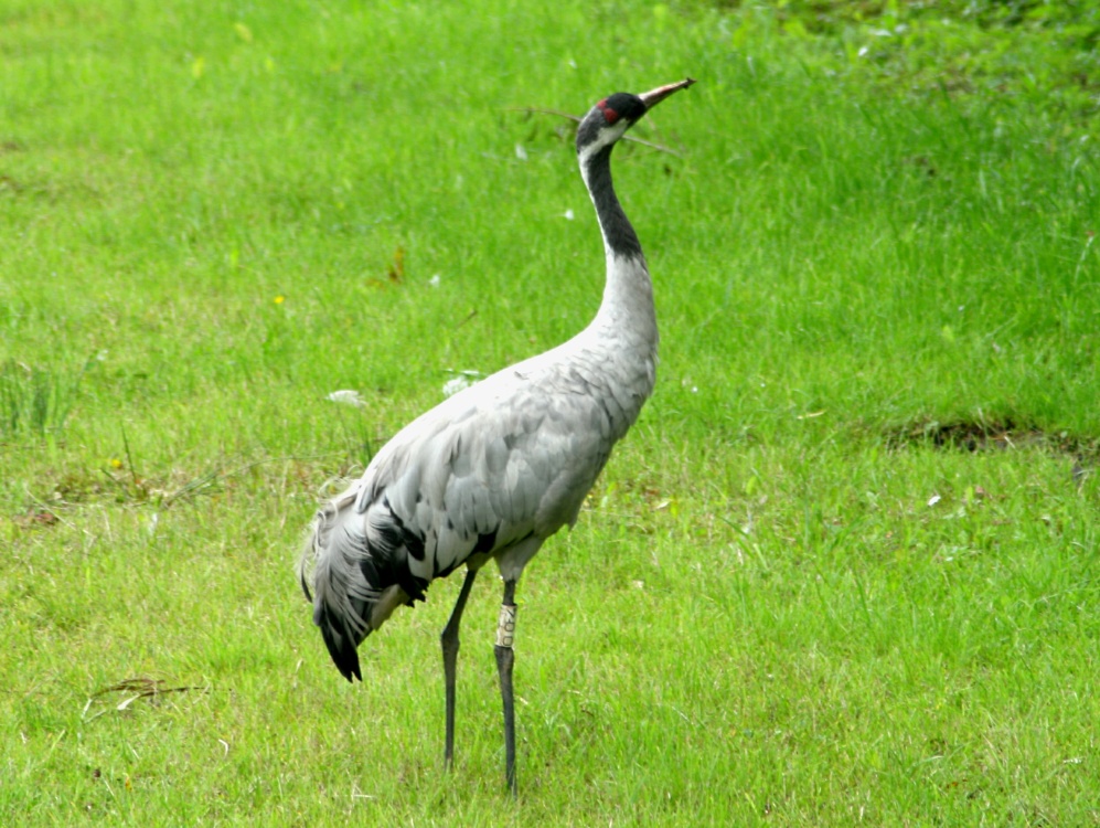 A Crane.