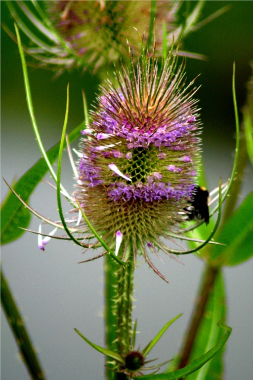 Thistles have been planted to attract wildlife to the centre.