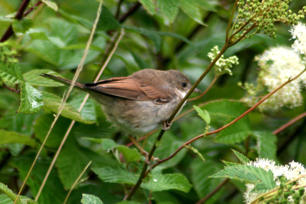 Whitethroat.