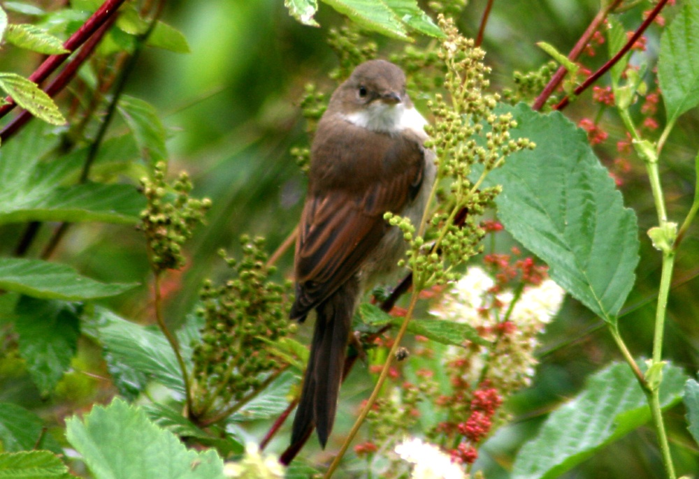 Whitethroat.