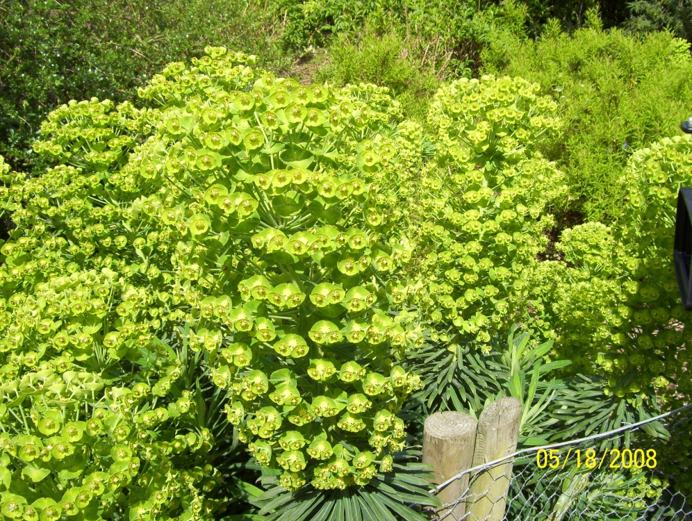 Spurge in the Gardens of Wrest Park