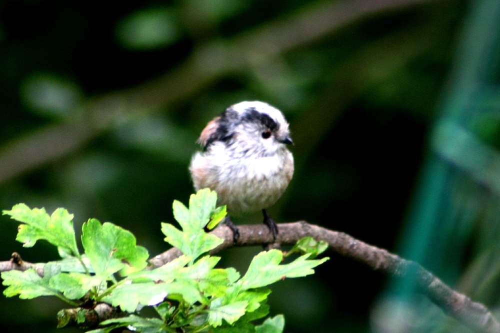 Long-tailed Tit