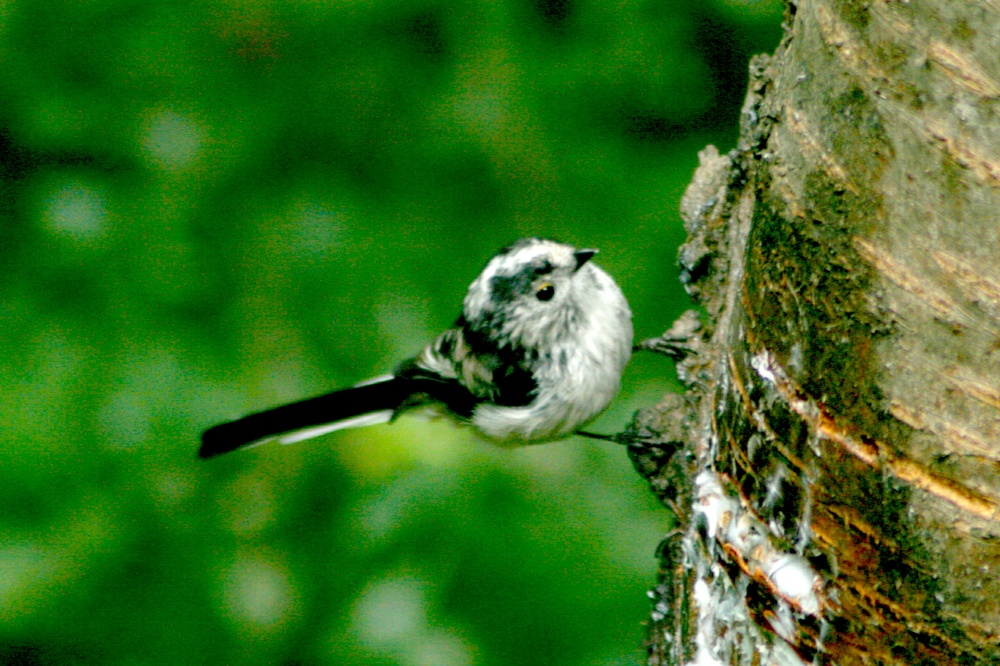 Long-tailed Tit