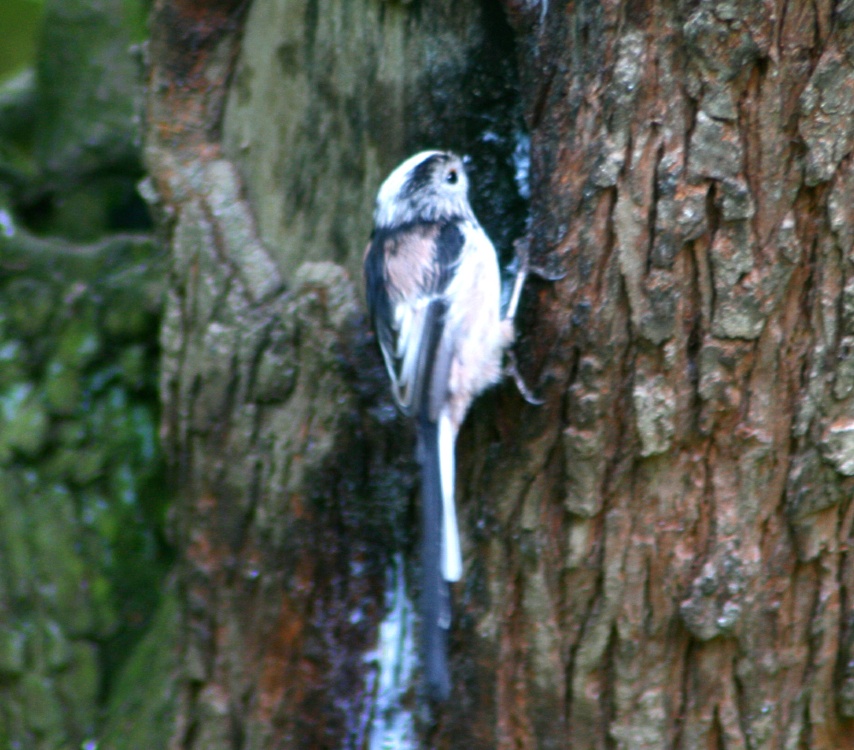 Long-tailed Tit