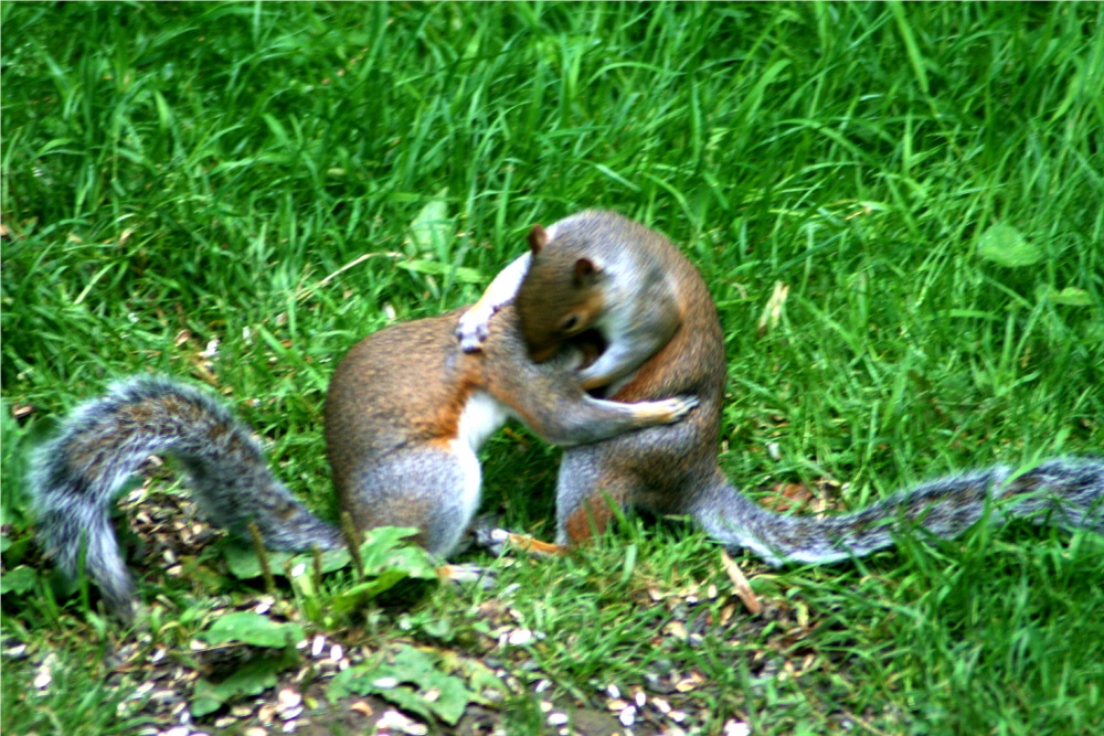 Squirrel Wrestling Match (1)