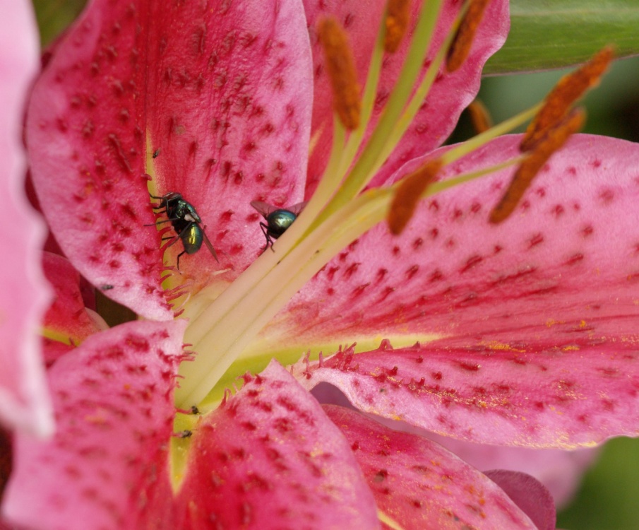 Flies on a flower, Steeple Claydon allotments, Bucks.