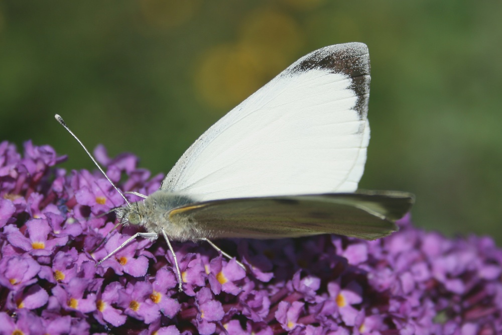 Butterflies-Small White.