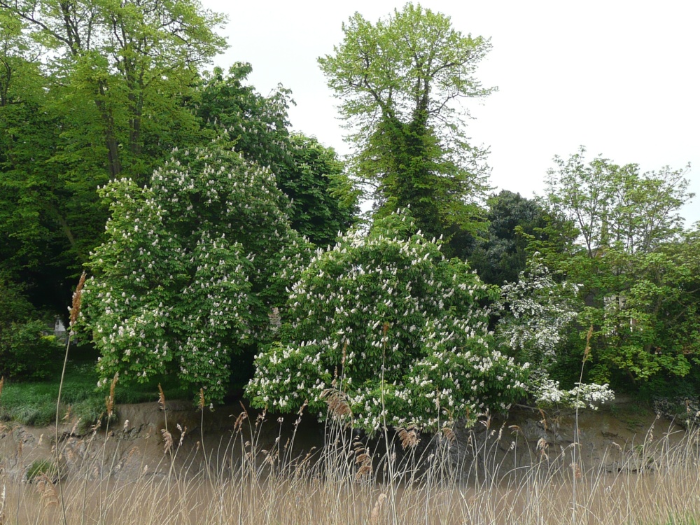 Photograph of Horse Chestnut trees across the River Parrett