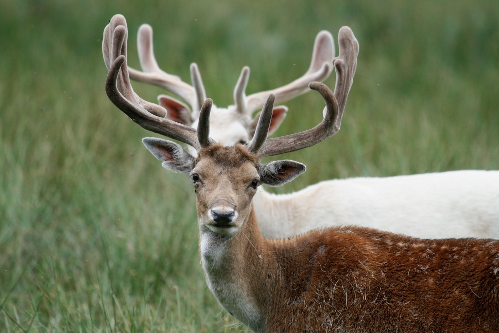 Stags in the New Forest