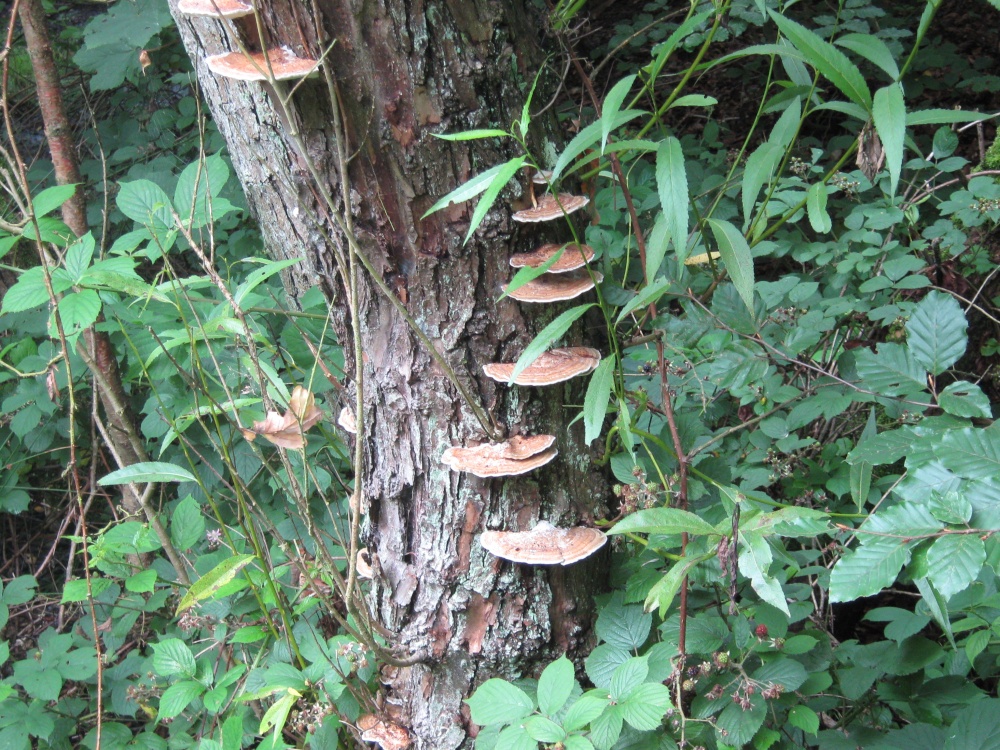 More fungi