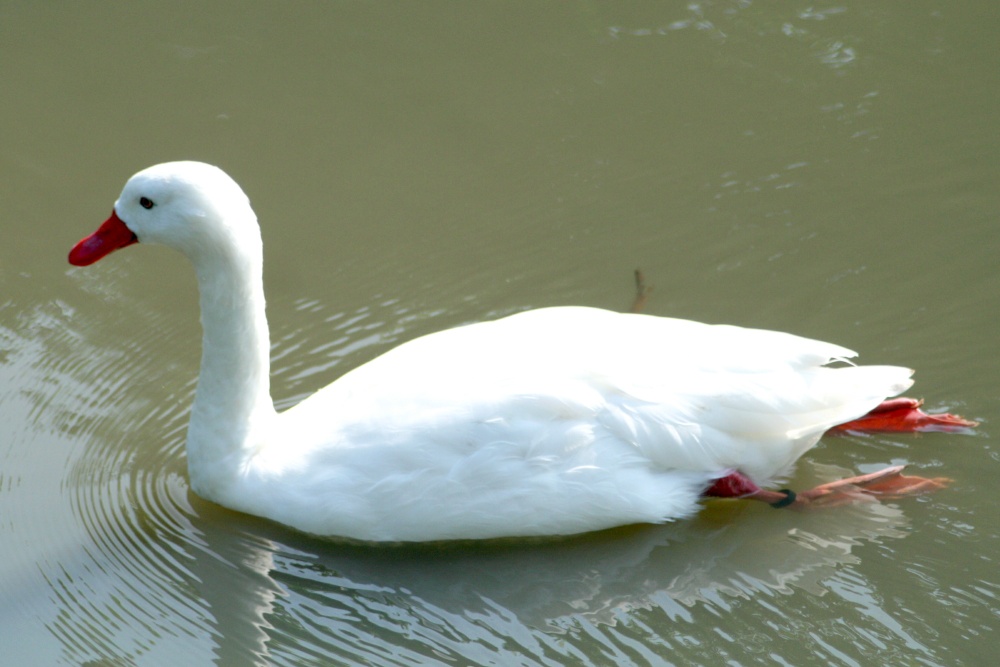 Coscoroba Swan