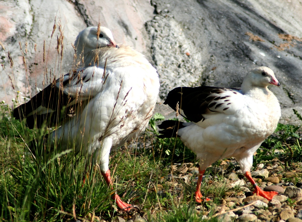 Andean Goose