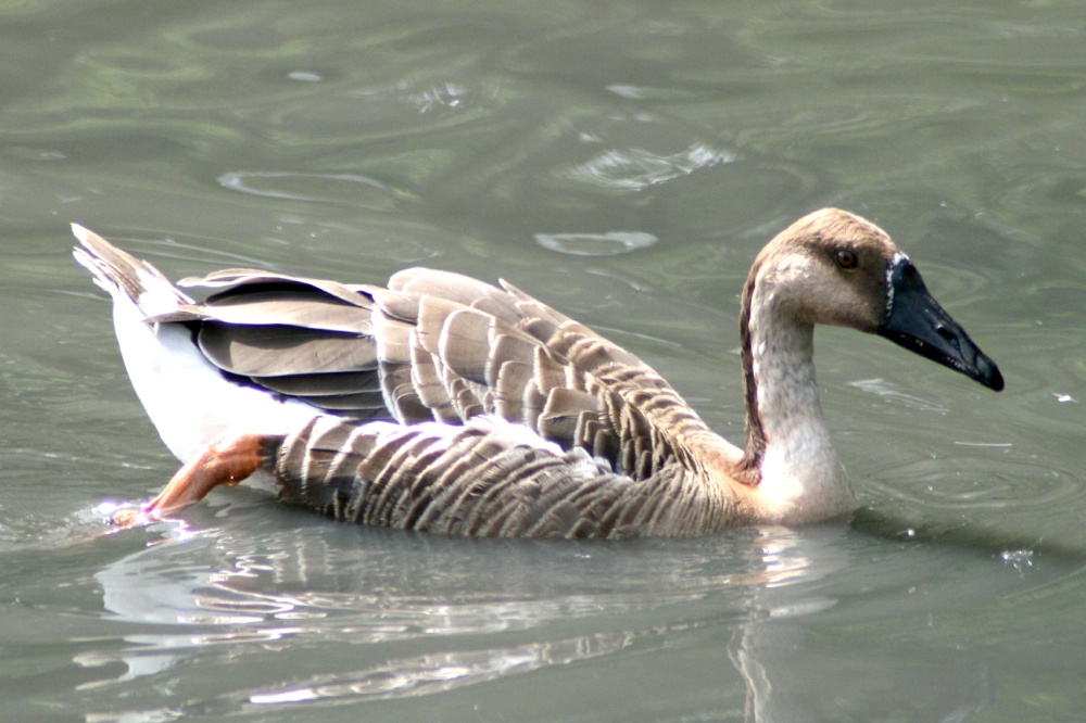 Swan Goose