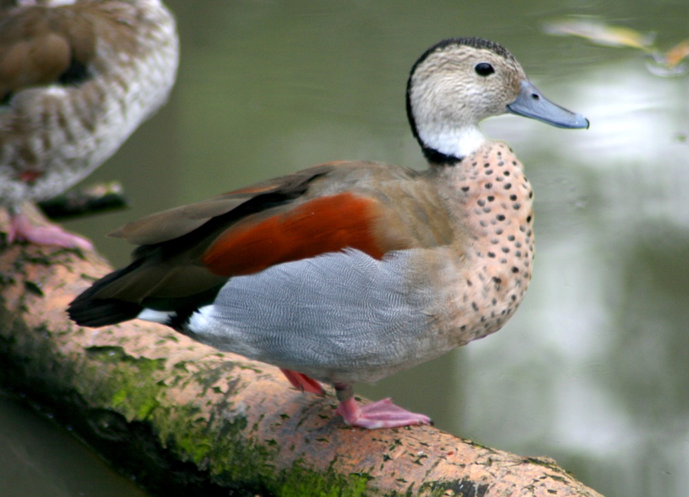 Ringed Teal