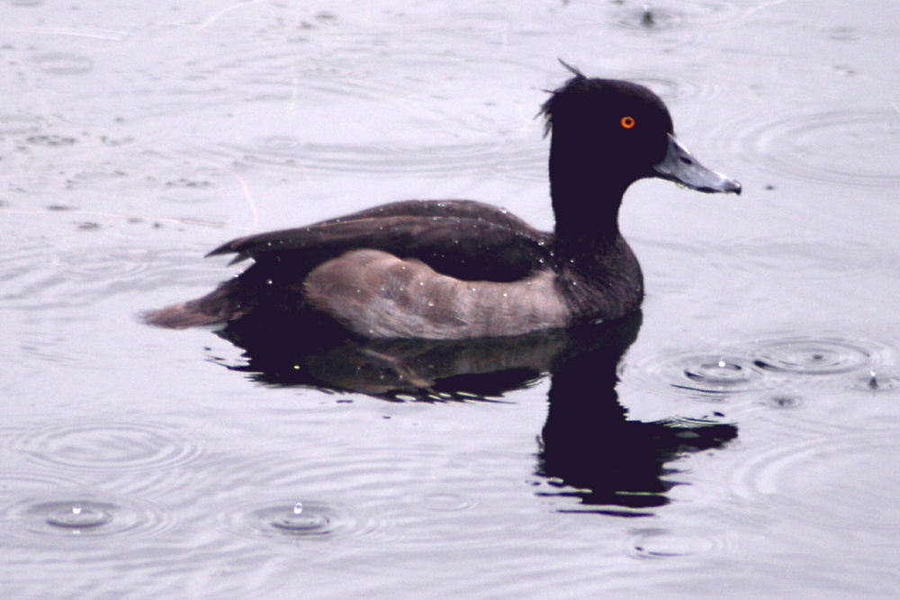 A Tufted Duck dodging the rain drops