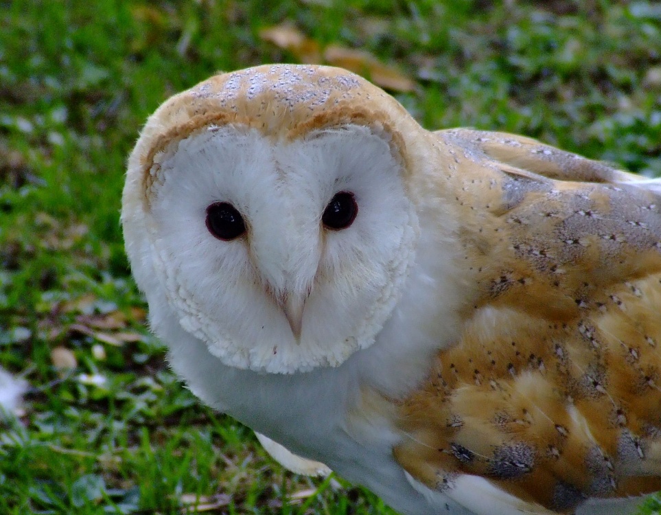 Barn owl