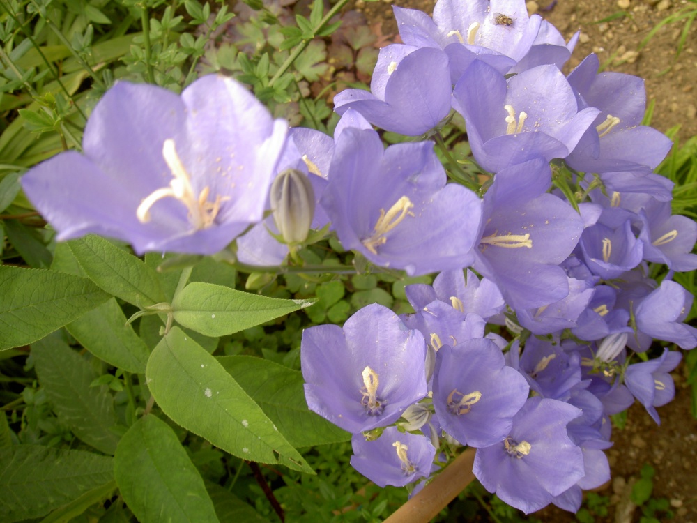 Garden flora in Wheatley