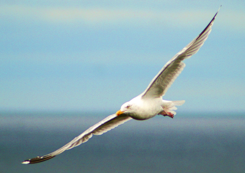 Herring Gull