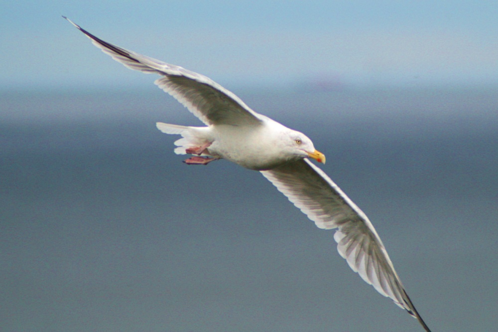 Herring Gull