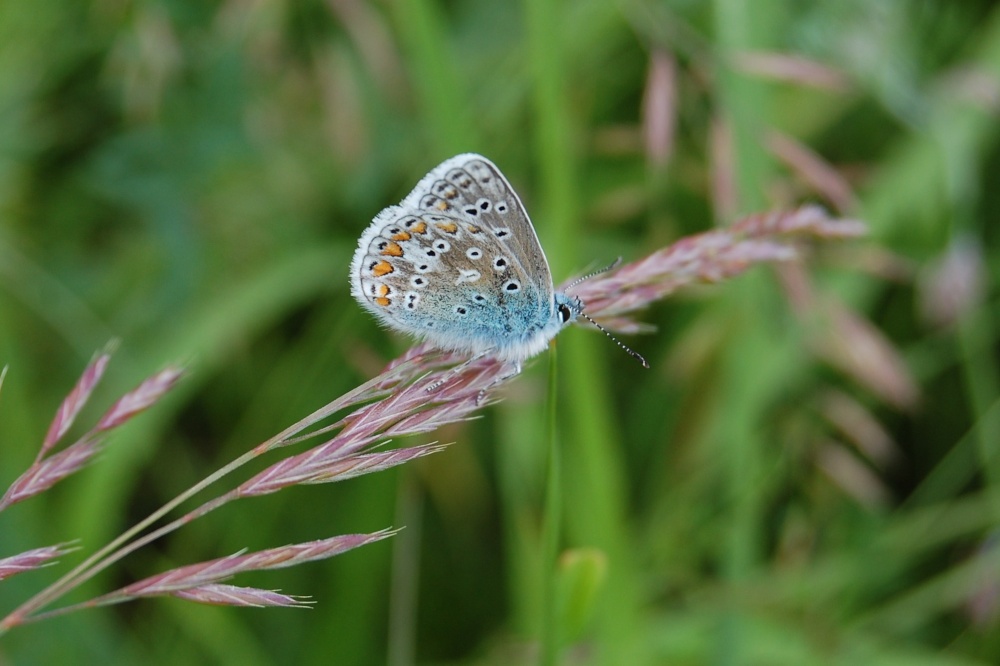 Common Blue butterfly