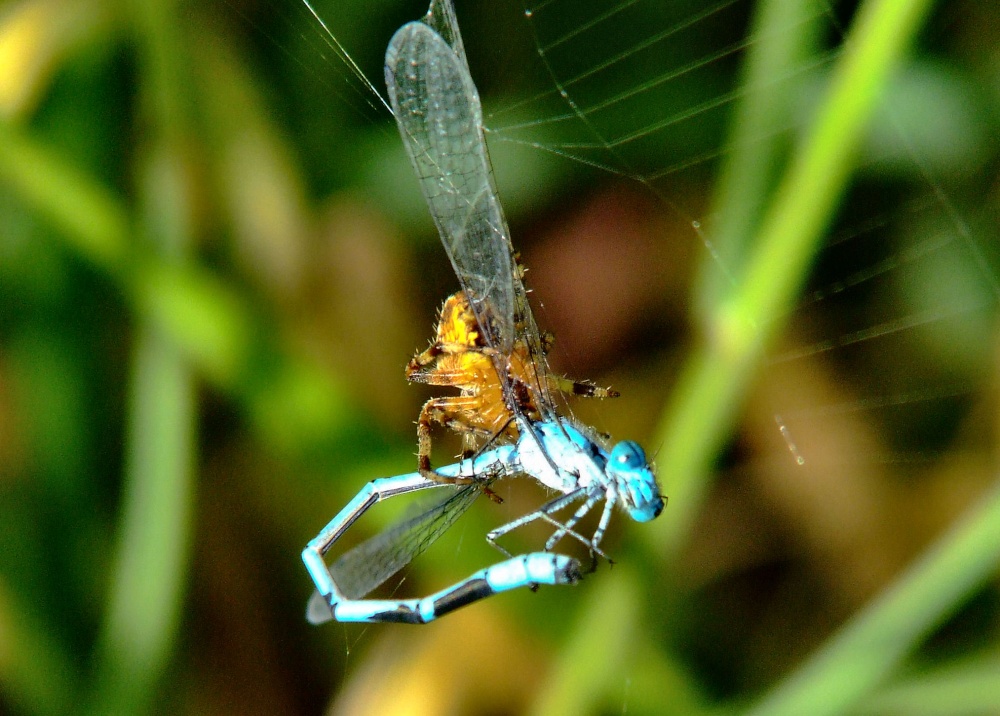 Spider and damselfly 2