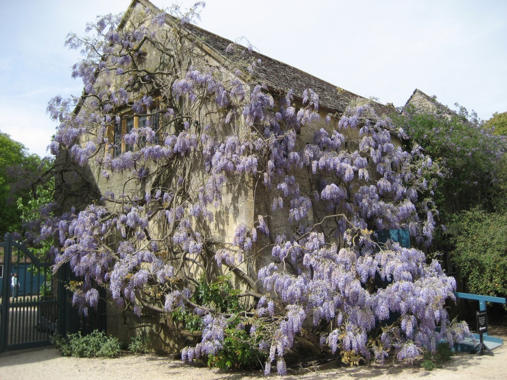 Wisteria at Hidcote Manor