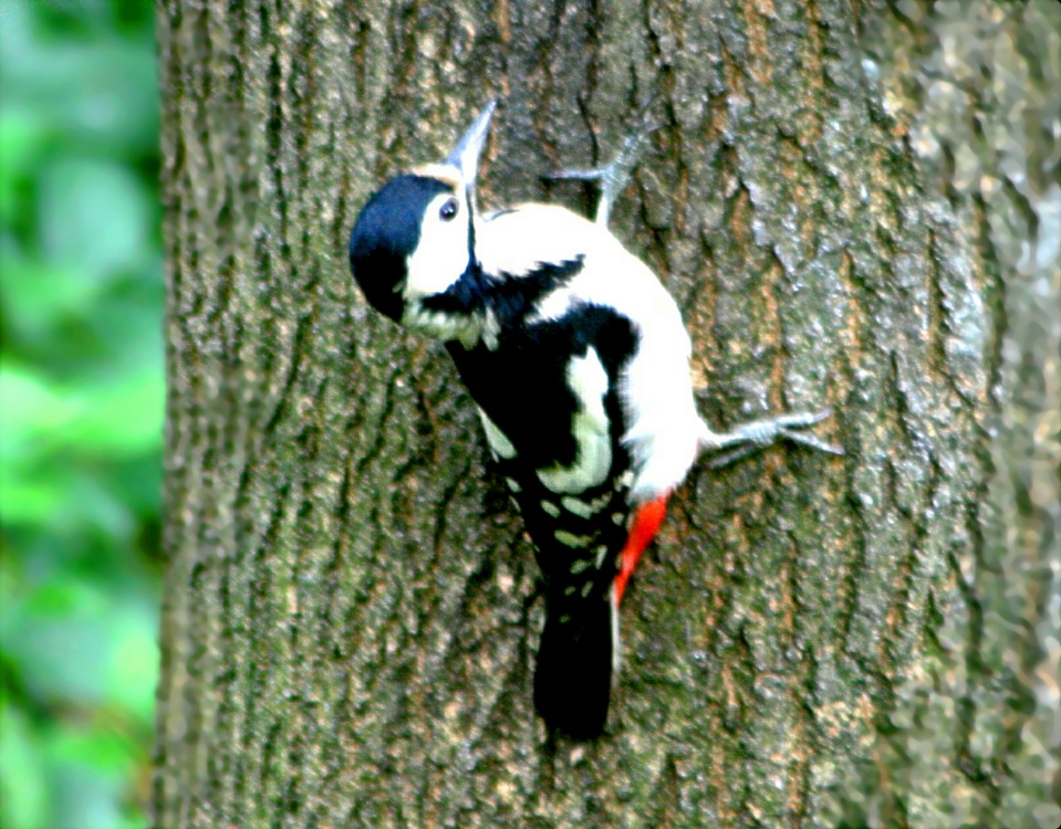 Great Spotted Woodpecker - Female