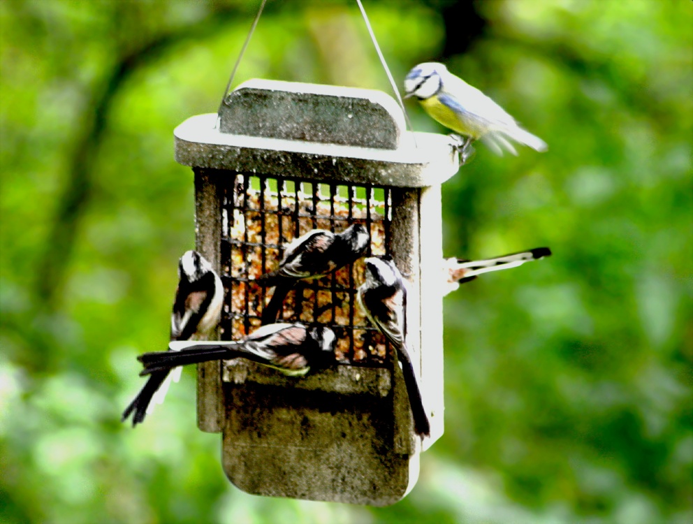 Feeding Time.