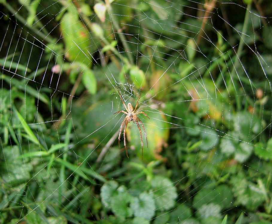 A spider at Shotover photo by poe