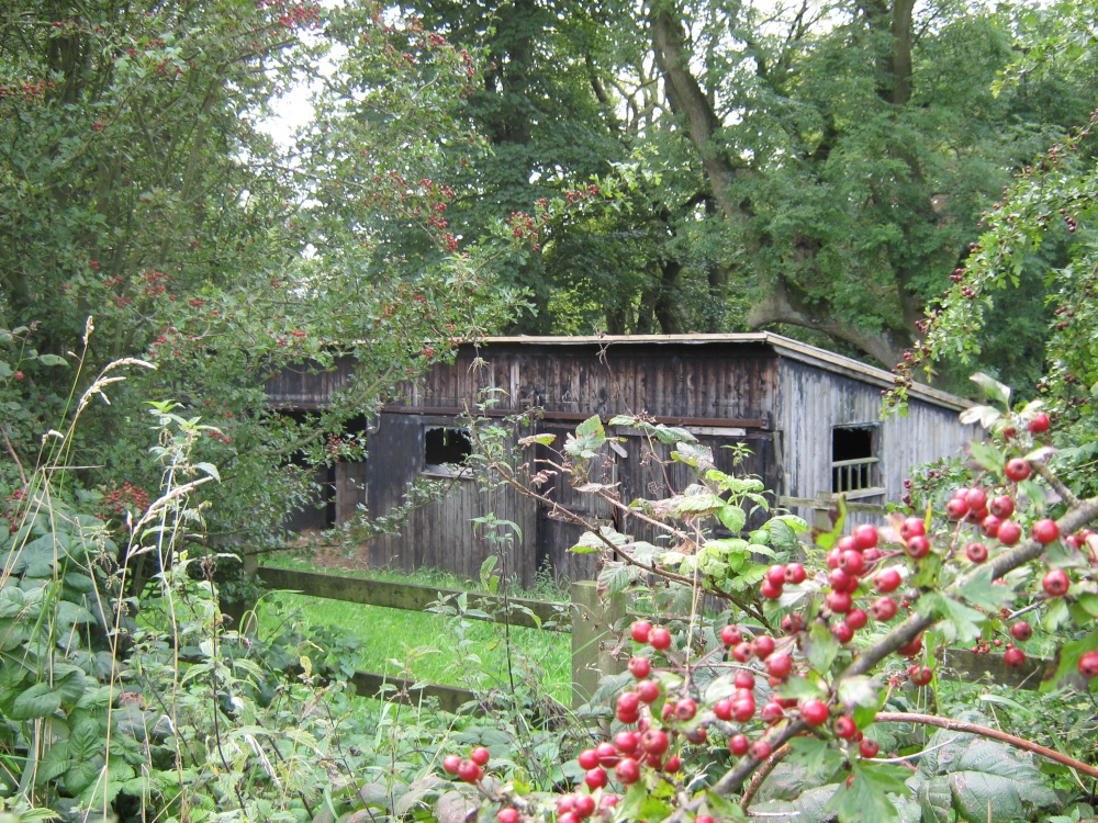 Haigh hall woods