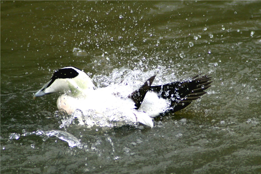 Eider Duck, male.