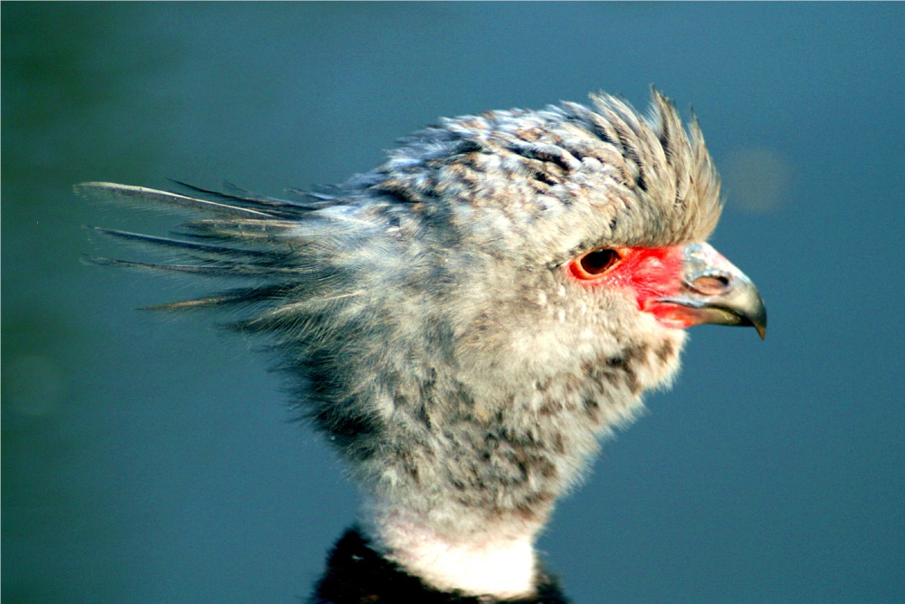 South American Crested Screamer.