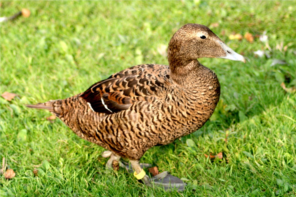 Eider Duck, Female.