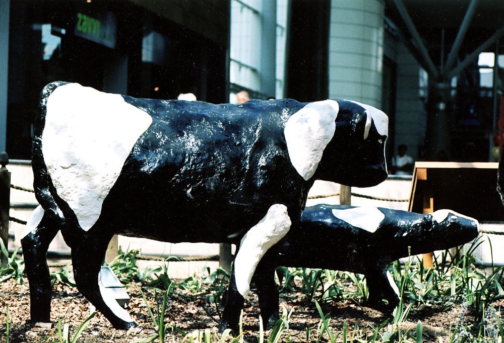 Concrete cows