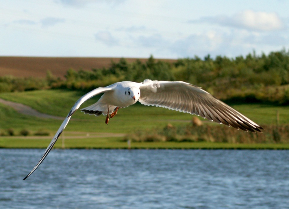 Blackheaded Gull