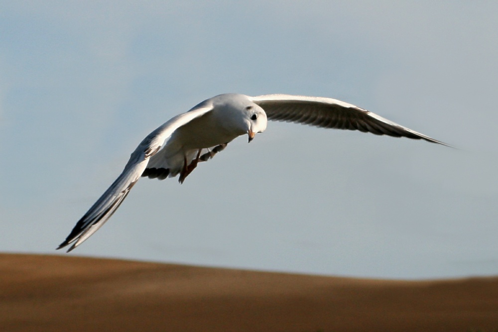 Blackheaded Gull