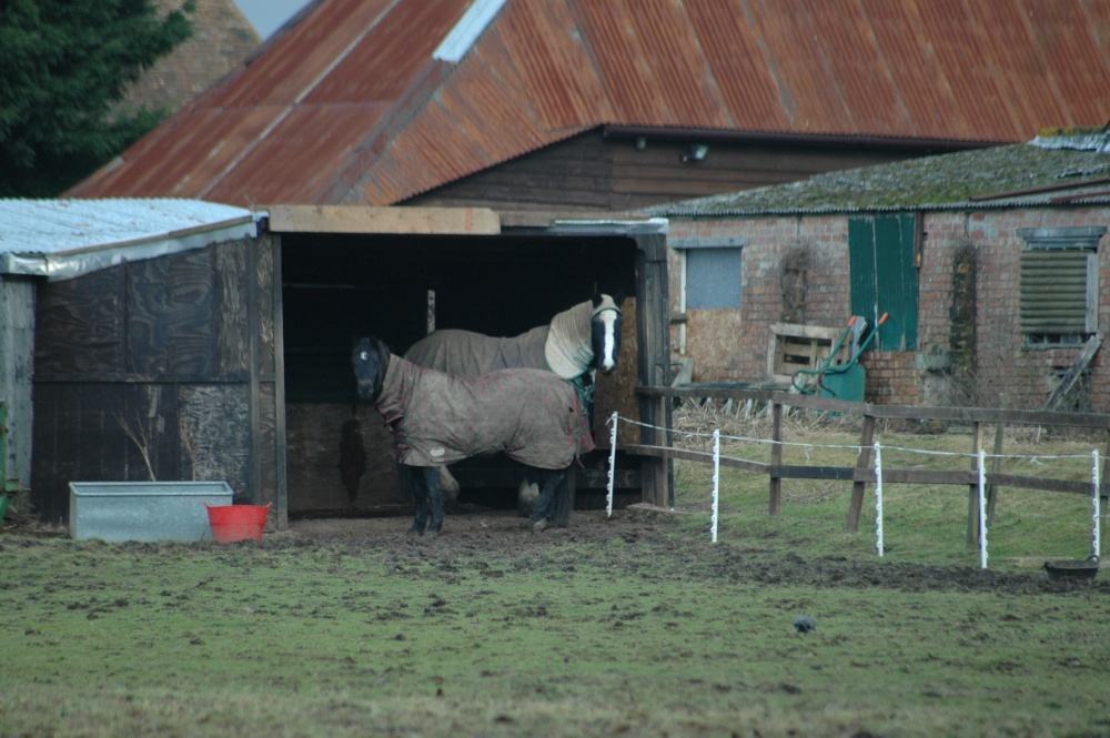 More horses in winter coats