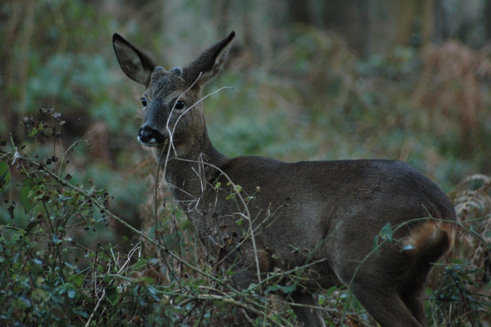 Stoke Park Wood. Dec 2005 photo by Patrick Embury