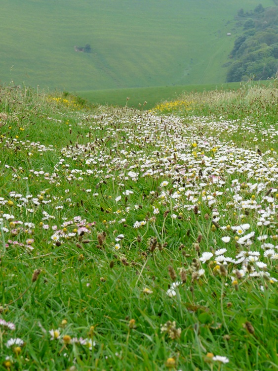 Daisy path