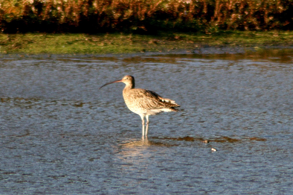 Curlew.