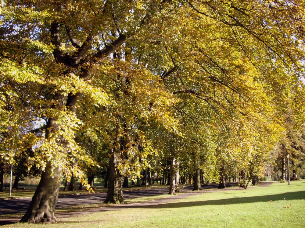 Beech Trees