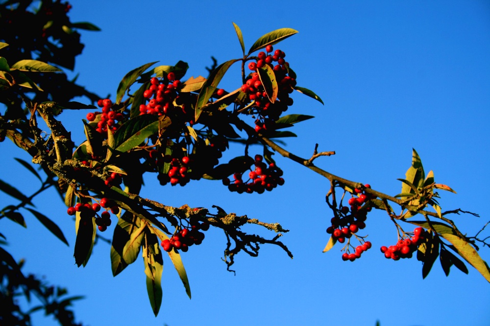 Autumn Berries