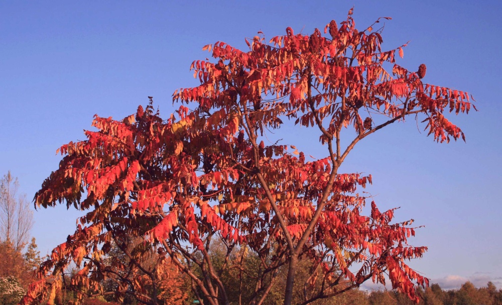 Autumn Leaves