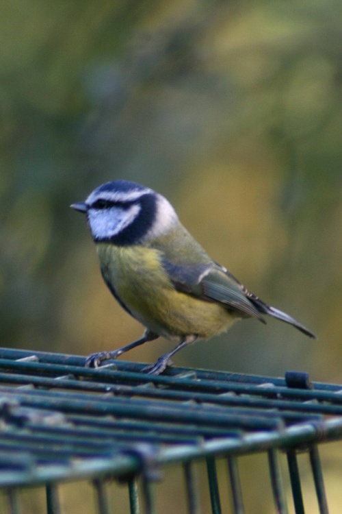 Blue Tit