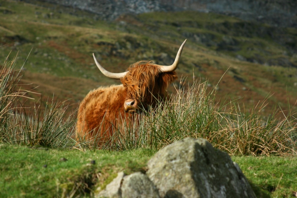 Kirkstone Pass resident