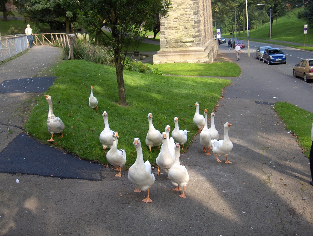 Mugger geese from the nearby park pond