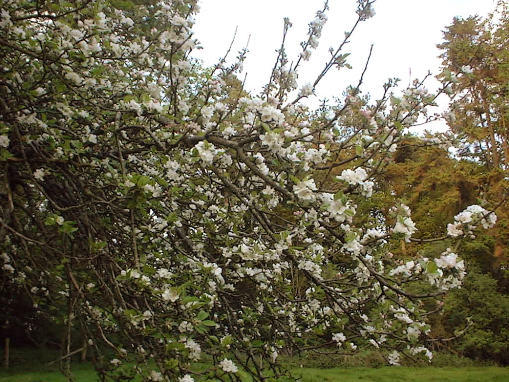 Apple blossom