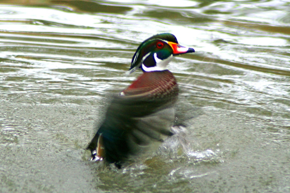 Wood Duck.