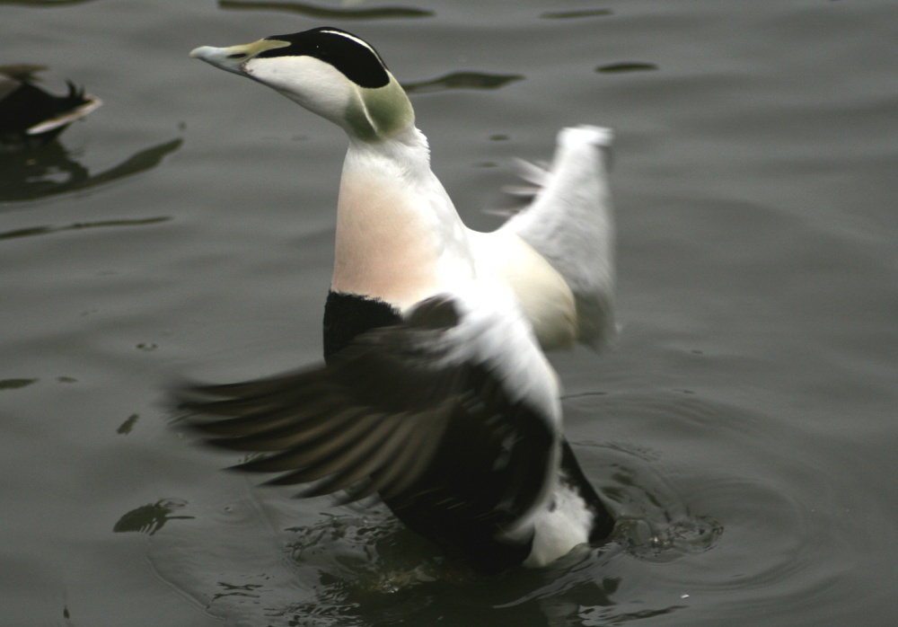 Eider Duck.