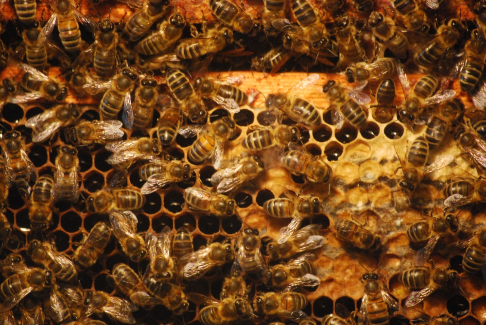 Honey bees photo by Stephanie Jackson